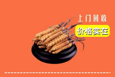 赣州石城县回收冬虫夏草